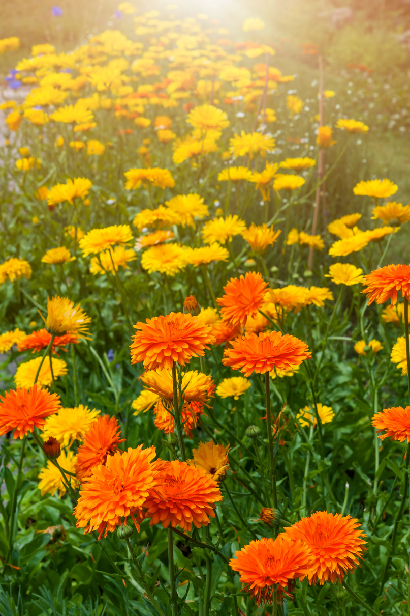 Calendula Flowers in Garden