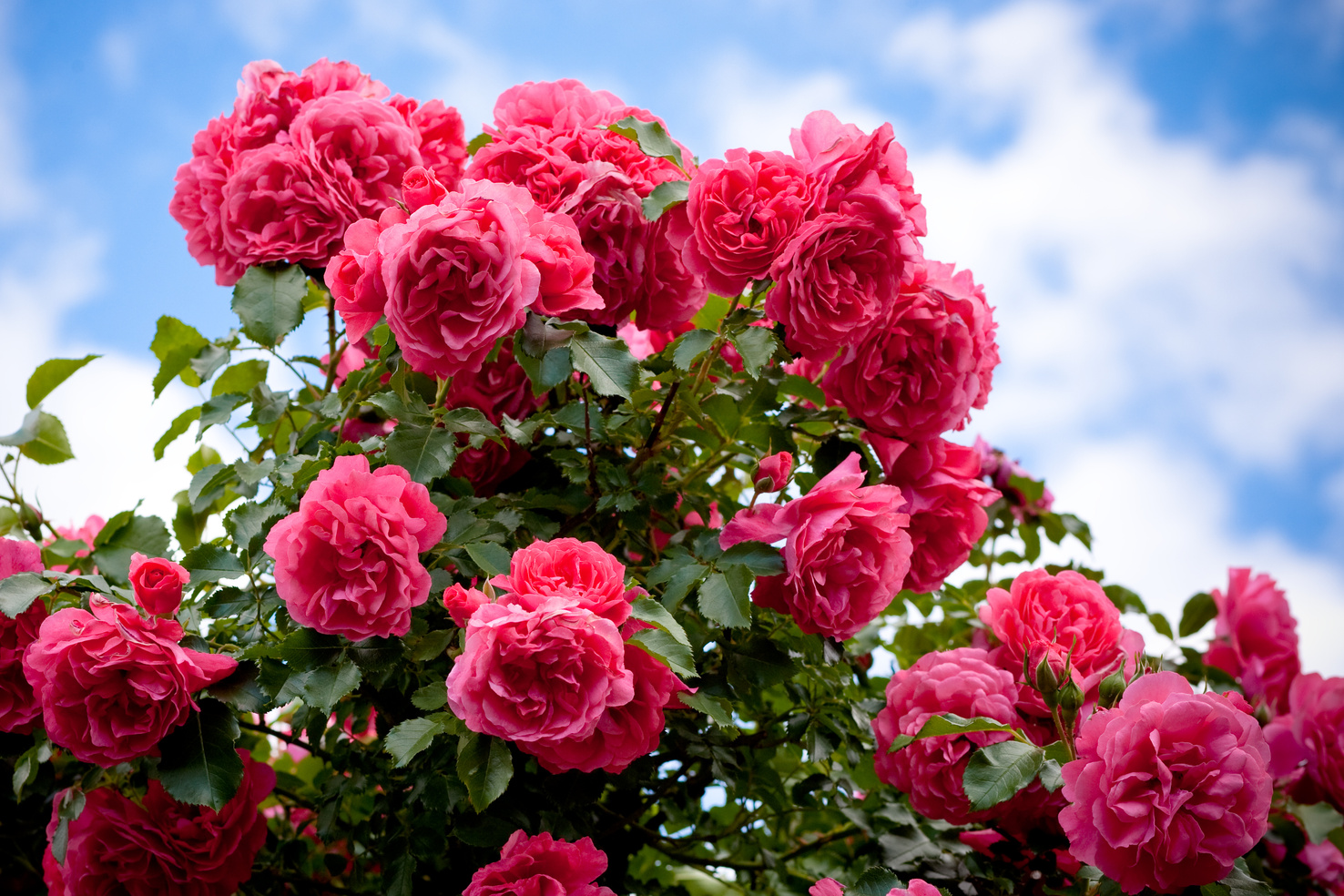 Rose bush